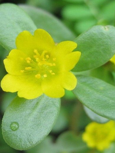 Pourpier maraîcher (Portulaca oleracea) Graines