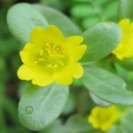 Pourpier maraîcher (Portulaca oleracea) Graines