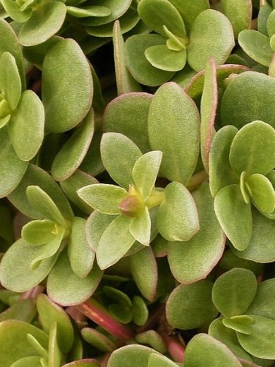Pourpier maraîcher (Portulaca oleracea) Graines