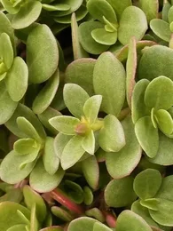 Pourpier maraîcher (Portulaca oleracea) Graines