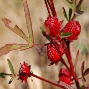 Hibiscus sabdariffa (Roselle, Bissap) Plant