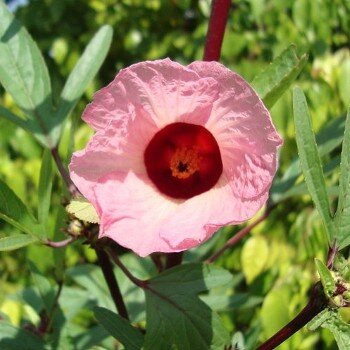 Hibiscus sabdariffa (Roselle, Bissap) Plant