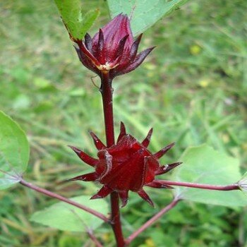 Bissap  Fleurs hibiscus, Hibiscus, Hibiscus sabdariffa