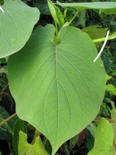 Piper auritum (Poivre mexicain, Hoja santa) Plant