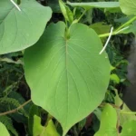 Piper auritum (Poivre mexicain, Hoja santa) Plant