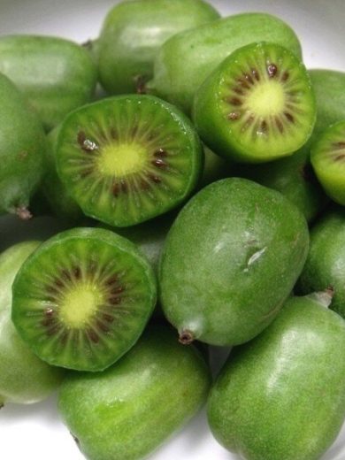 Actinidia arguta 'Super Issai' (Kiwaï autofertile, Kiwi de Sibérie) Plant