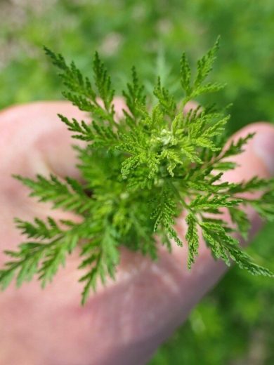 Artemisia annua (Armoise annuelle, véritable) Plant