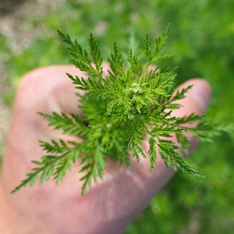 Artemisia annua (Armoise annuelle, véritable) Plant