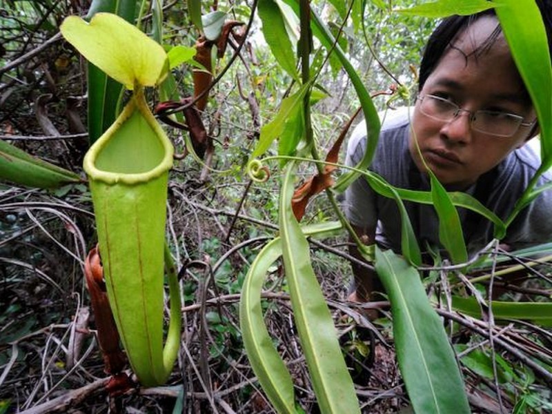 Nepenthes holdenii 2