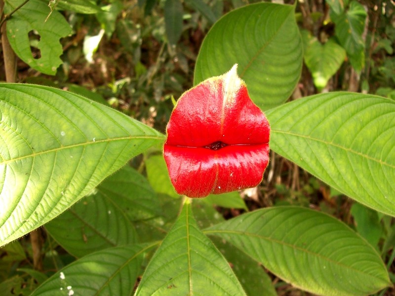 Psychotria elata, plante rare (1)