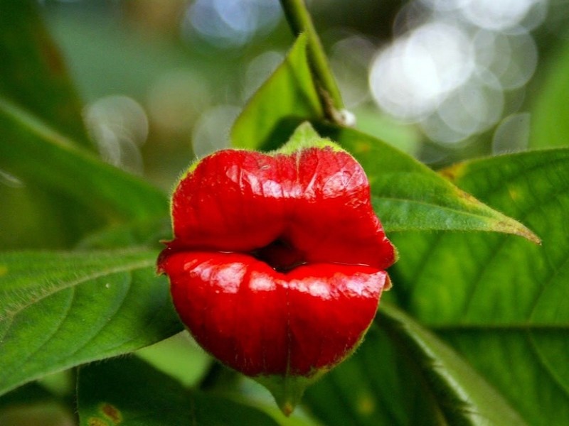 Psychotria elata, plante rare (2)