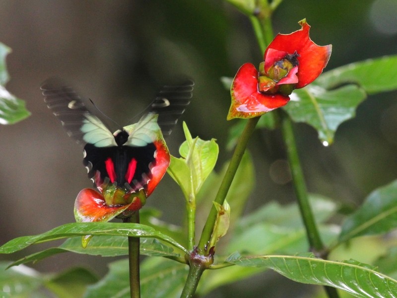 Psychotria elata, plante rare (3)