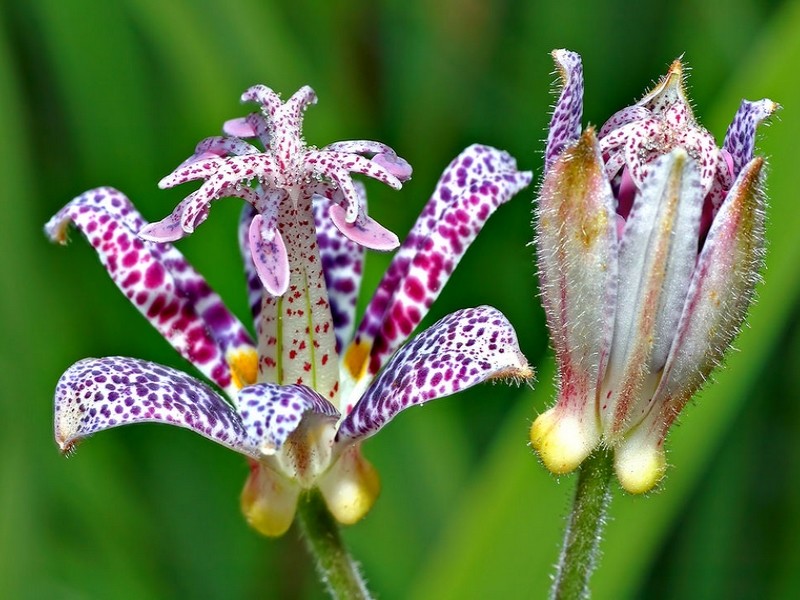 Tricyrtis hirta 2