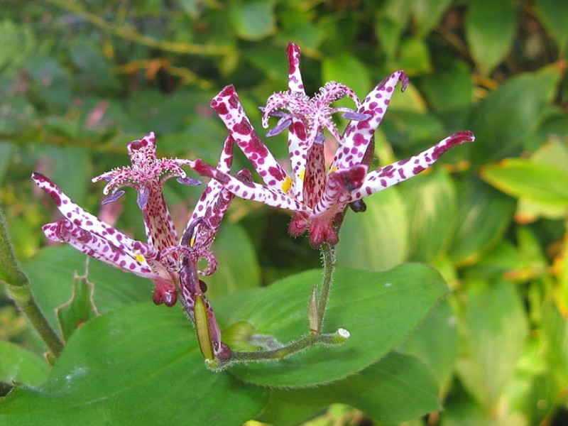 Tricyrtis hirta : Une allure d'orchidée et un goût de concombre