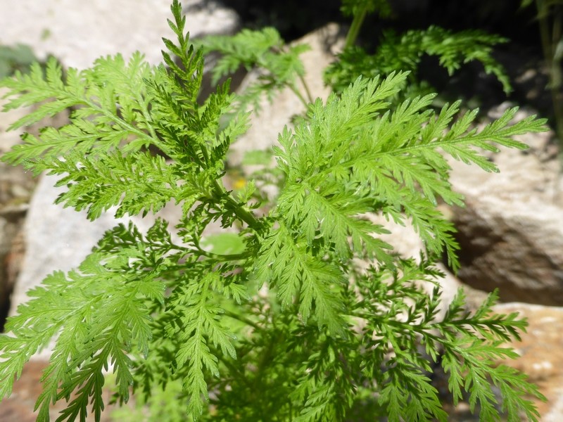 artemisia annua (2)