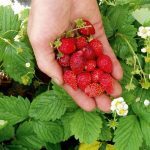 Fraise des bois 'Alexandria' Graines