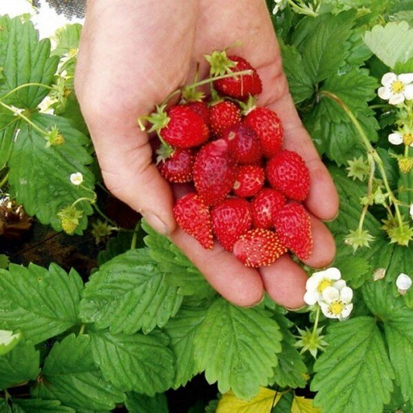 Fraise des bois 'Alexandria' Graines - Alsagarden