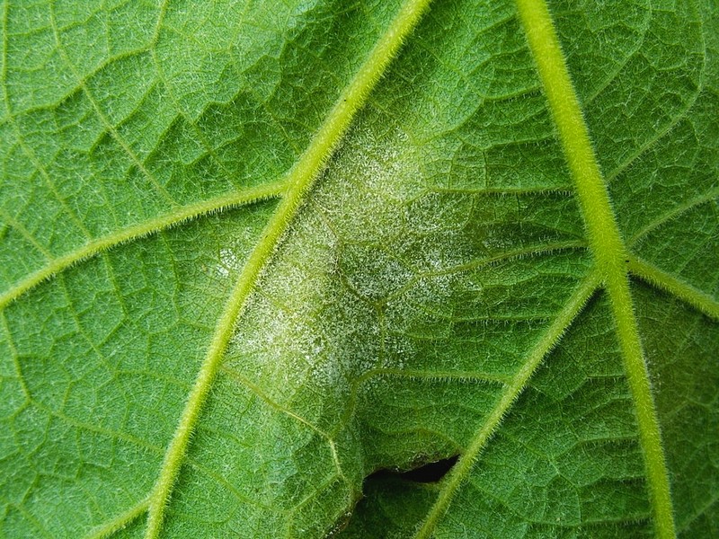 Feuille de vigne parasitée par le mildiou