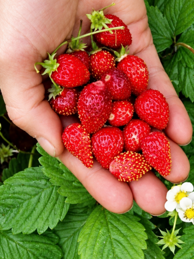 Fraise des bois 'Alexandria' (Variété remontante) Graines