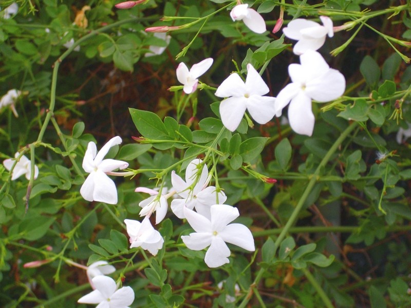 Jasminum_officinale