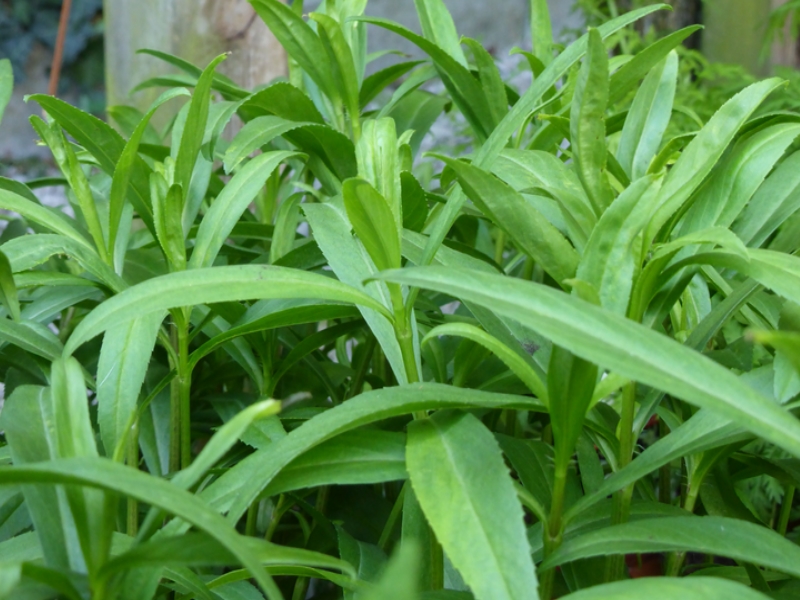 L'Estragon mexicain une plante ethnobotanique