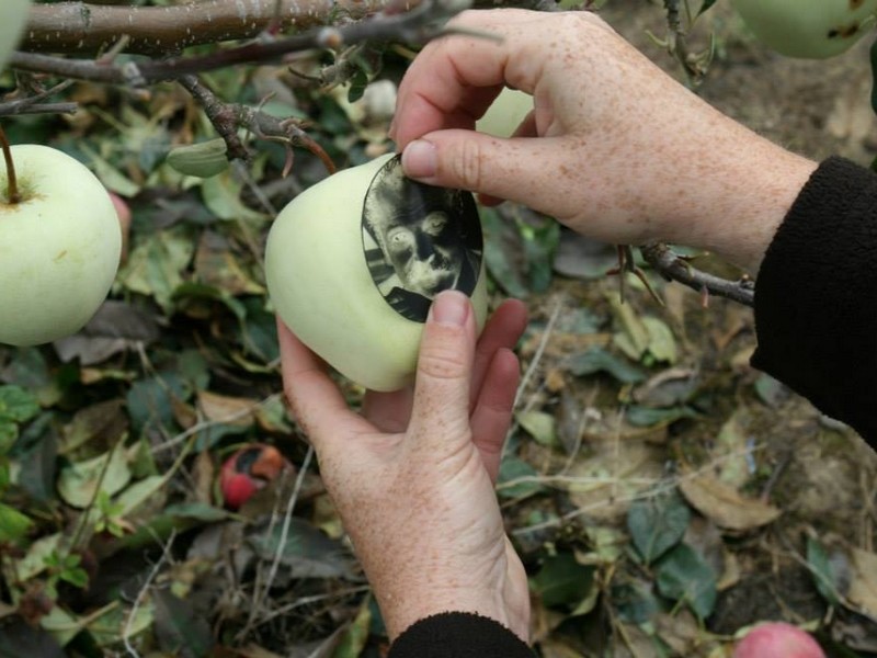 Le marquage des fruits (2)