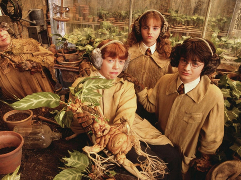 Les plantes dans l’univers d’Harry Potter
