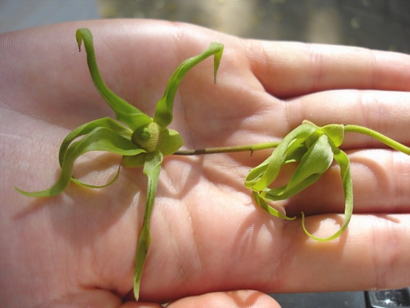 Ylang fleurs