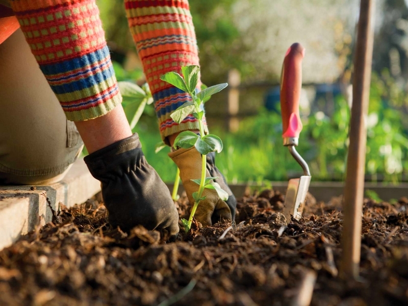 jardinage santé