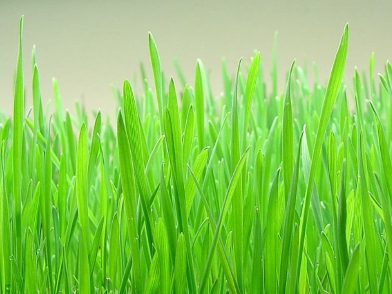 Comment faire pousser de l'herbe de blé en 5 étapes simples