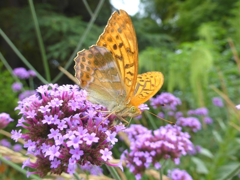 papillons jardin