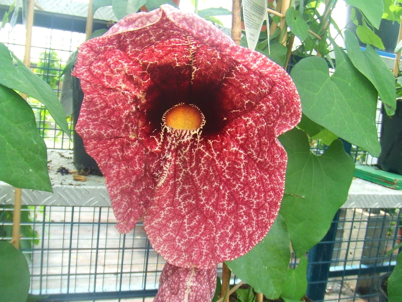 Aristoloches  - plantes exotiques et originales (1)