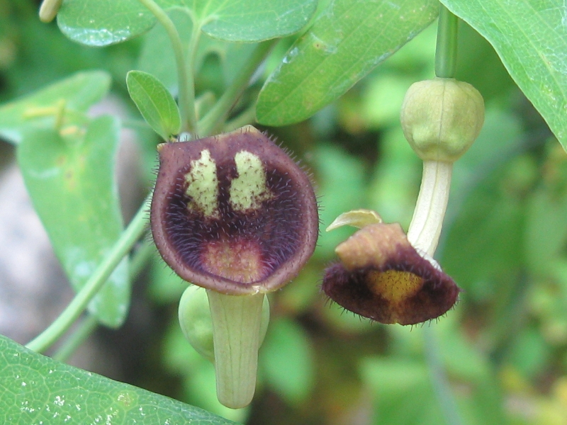 Aristolochia_debilis alsagarden