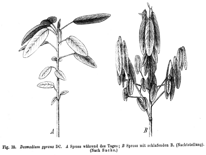 Codariocalyx motorius