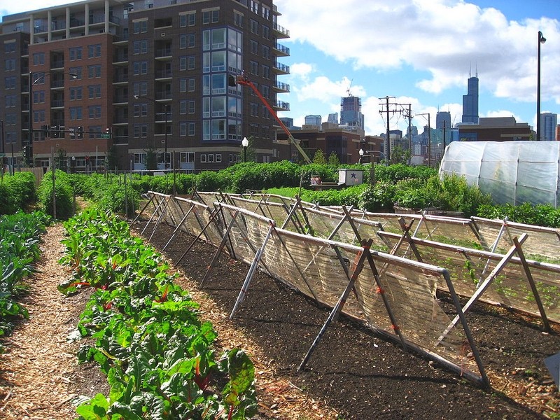 Ferme urbaine à Chicago, Illinois