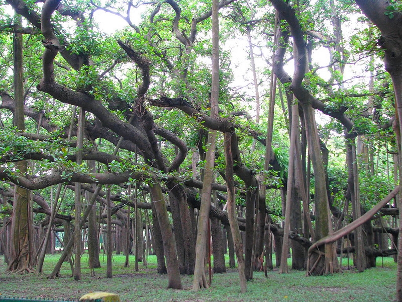 Le Banian de Howrah, un arbre remarquable (1)
