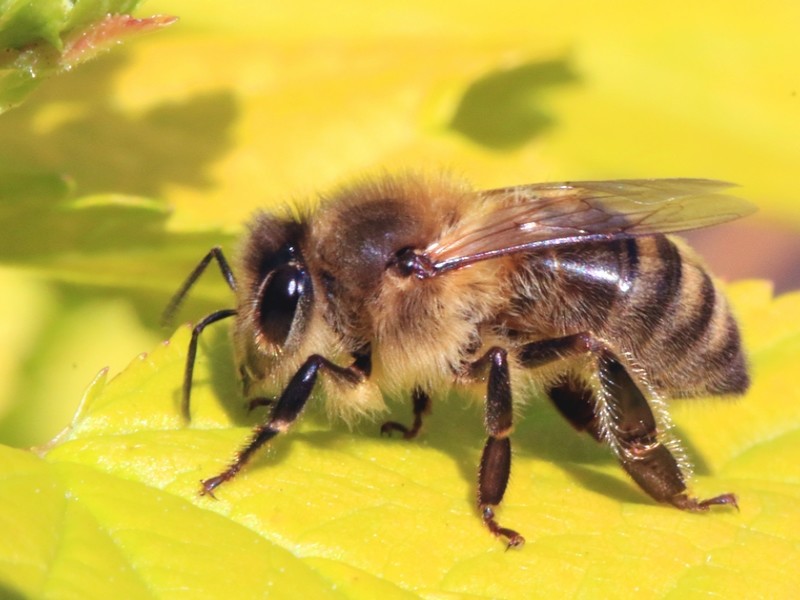 Le déclin des abeilles (1)
