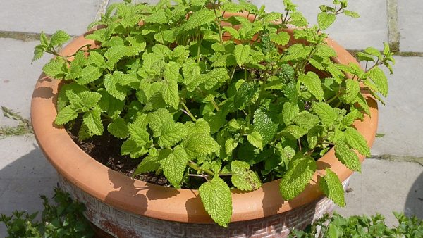 Valériane officinale - plante médicinale et mellifére - Rucher Ecole Villa  le Bosquet