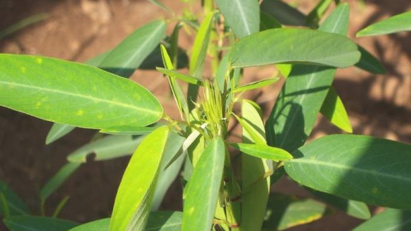 Desmodium gyrans (Codariocalyx motorius) - Plante qui danse 