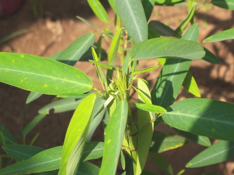 Connaissez-vous l'incroyable Plante qui danse ? Une plante