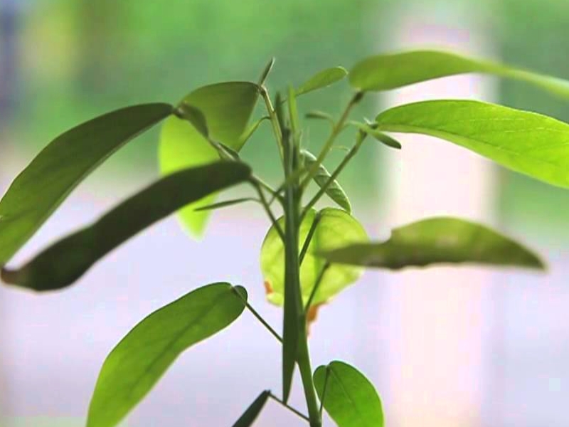 Connaissez-vous l'incroyable Plante qui danse ? Une plante