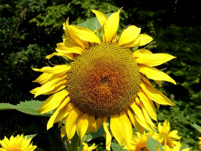 Pourquoi le tournesol se tourne-t-il vers le soleil (1)