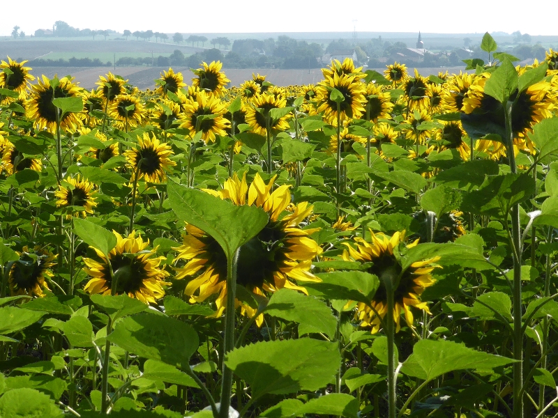 Pourquoi le tournesol se tourne-t-il vers le soleil (2)