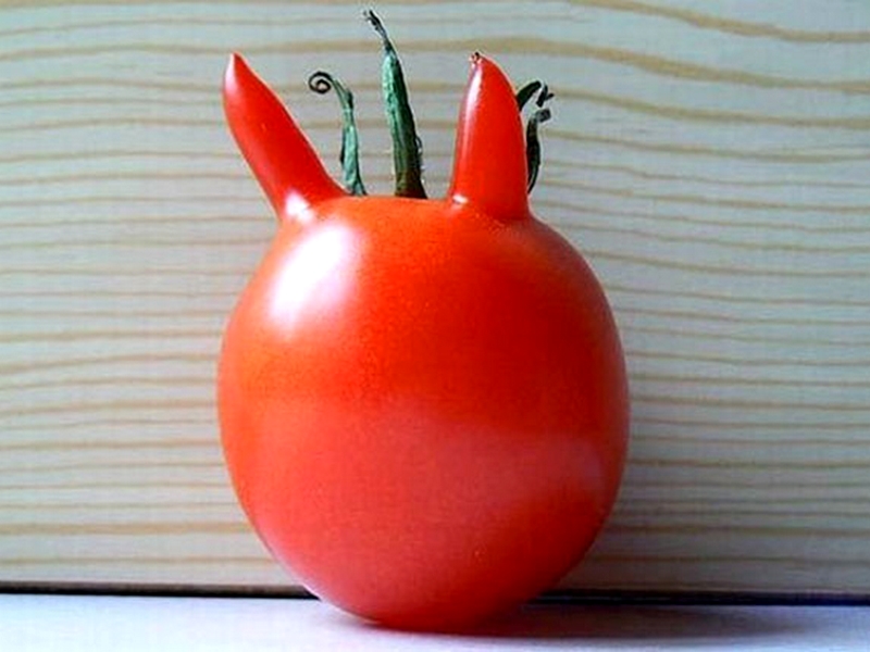 Tomate bizarre (2)
