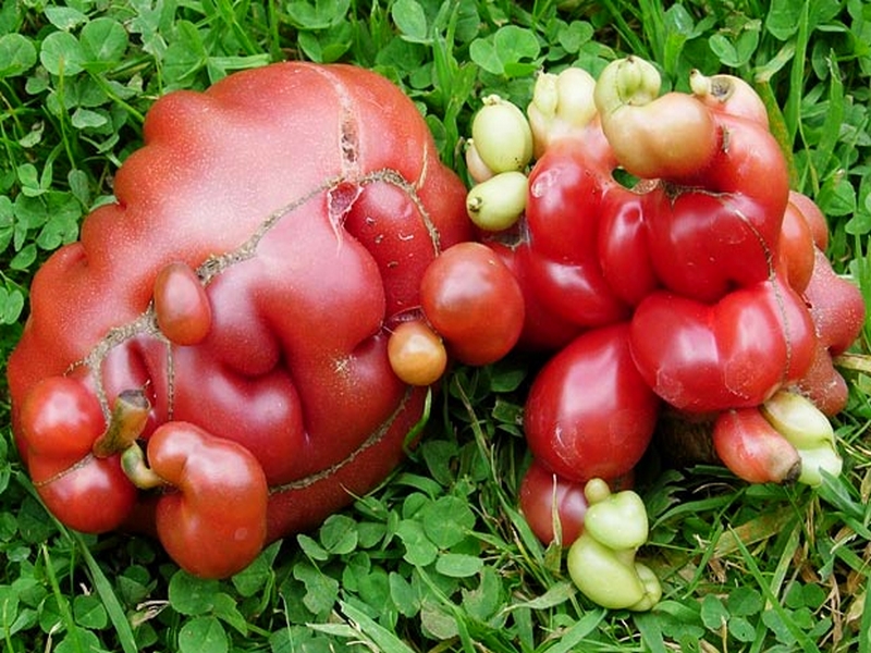 Tomate bizarre (4)