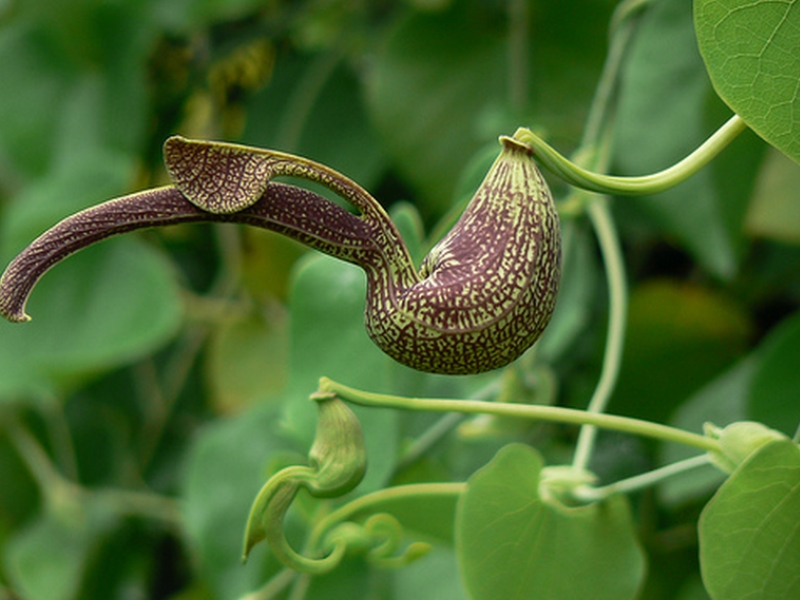 aristolochia