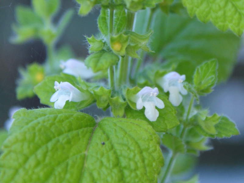 mélisse en fleurs