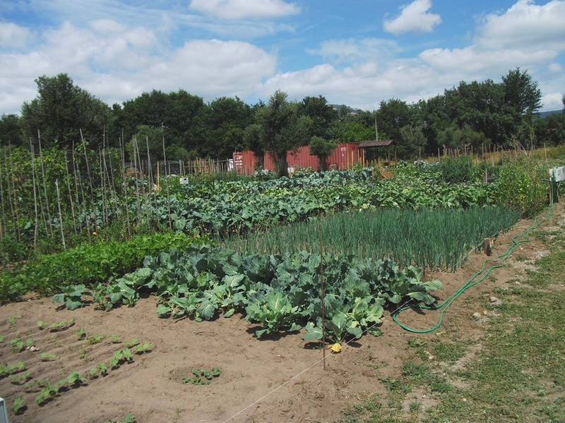 potager illégal