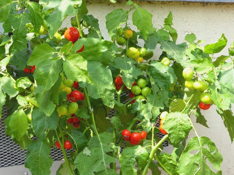 tomate des cannibales 2