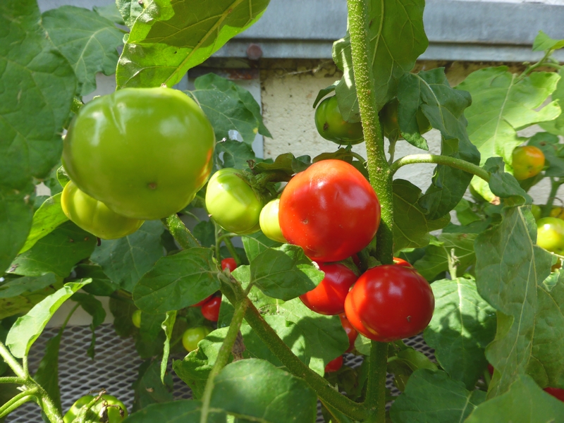 tomate des cannibales 4